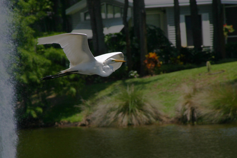 Egret 2