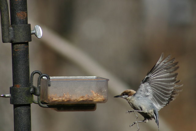 Prepare to land