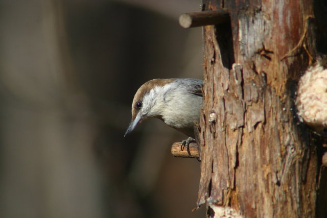 Nuthatch