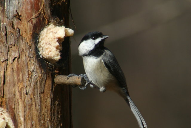 Chickadee