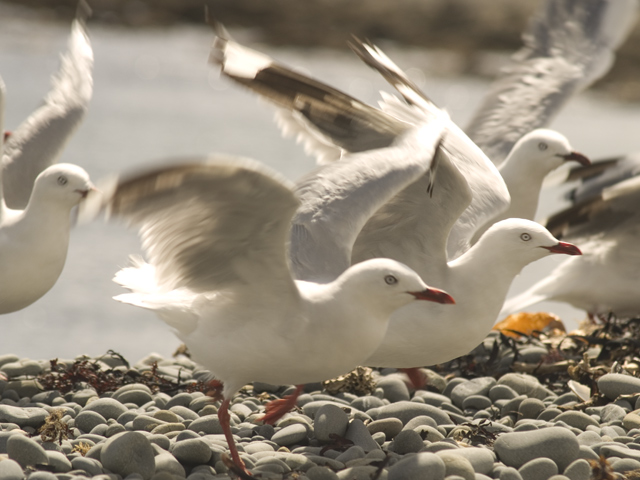 Seagull-darken.jpg
