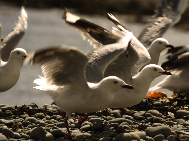 Seagull-multiply.jpg
