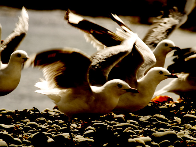 Seagull-colour-burn.jpg