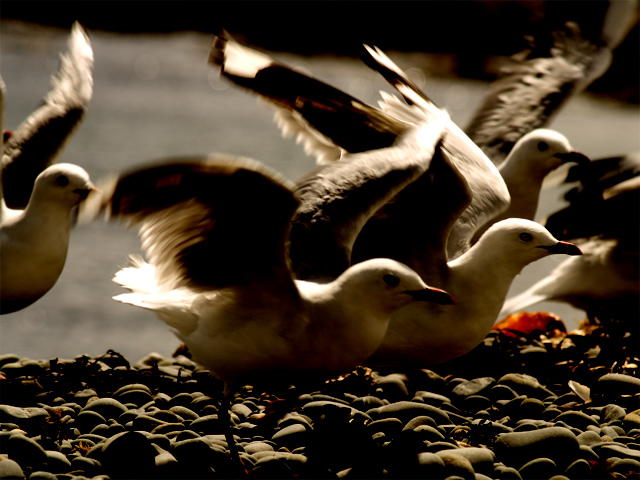 Seagull-linear-burn.jpg
