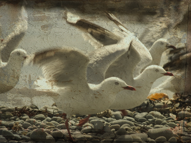 Seagull-multiply-with-textu.jpg