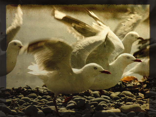 Seagull-linear-burn-with-te.jpg