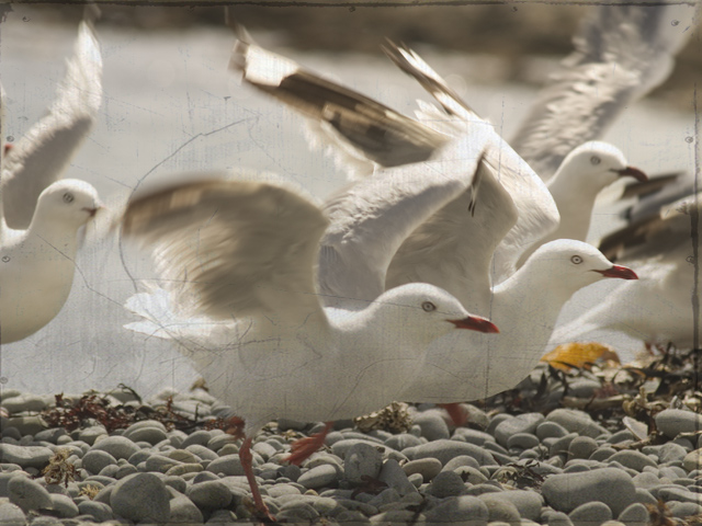 Seagull-darken-with-texture.jpg