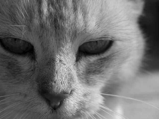 Mercury BW