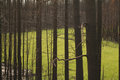 forest fire3.jpg