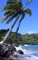 Leaning palm tree