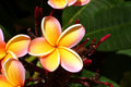 Plumeria