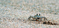 Sand crab