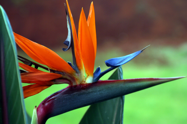 Bird of Paradise