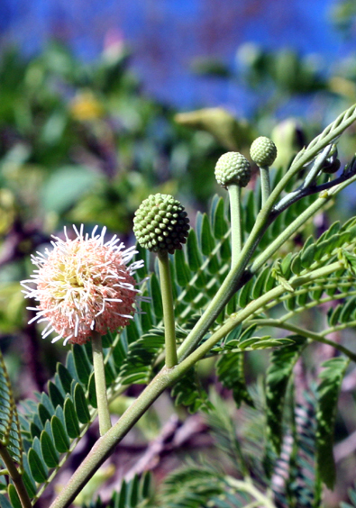 budding flowers