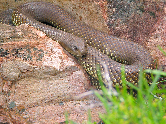 Australian King Brown snake