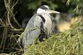 crane on nest.jpg