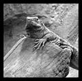 lizard b&w.jpg