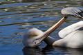 pelican pruning.jpg
