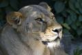 scarred lioness.jpg
