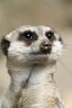 meercat close-up