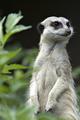 meercat 1