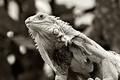 lizard quadtone 2
