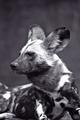 african wild dog