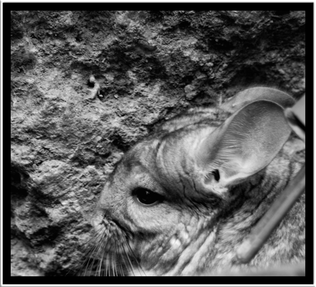 chinchilla.jpg
