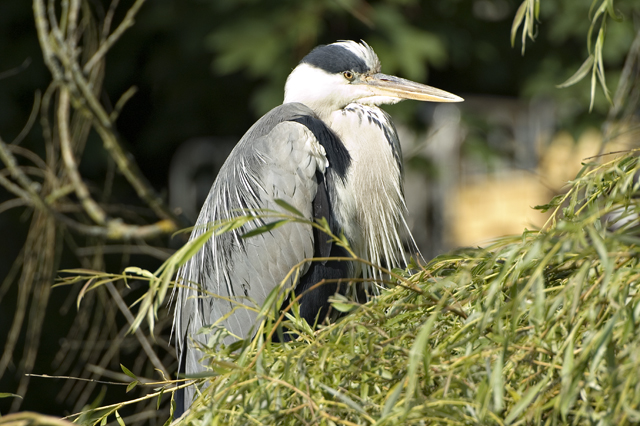 crane on nest.jpg