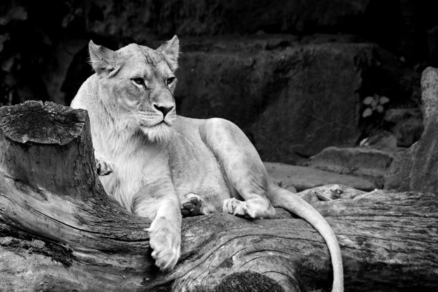lioness.jpg