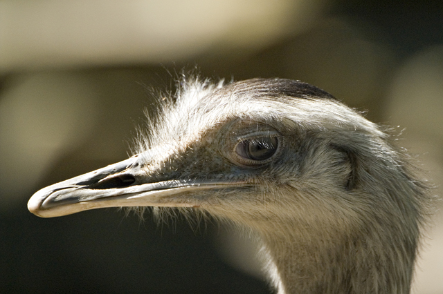 ostrich.jpg