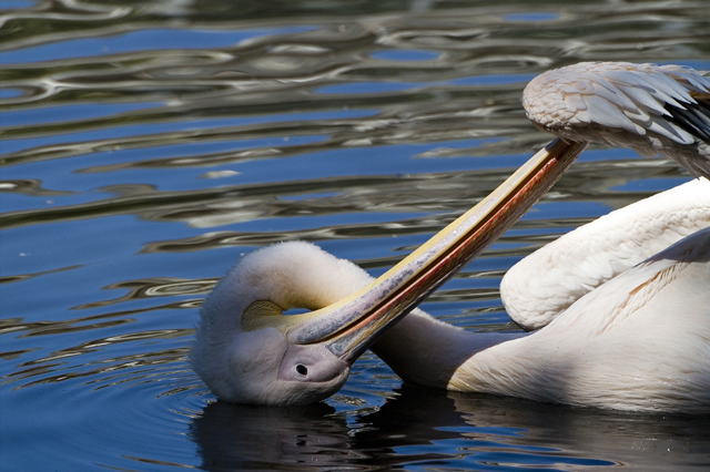 pelican pruning.jpg
