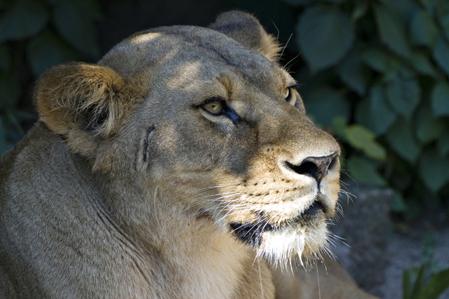scarred lioness.jpg