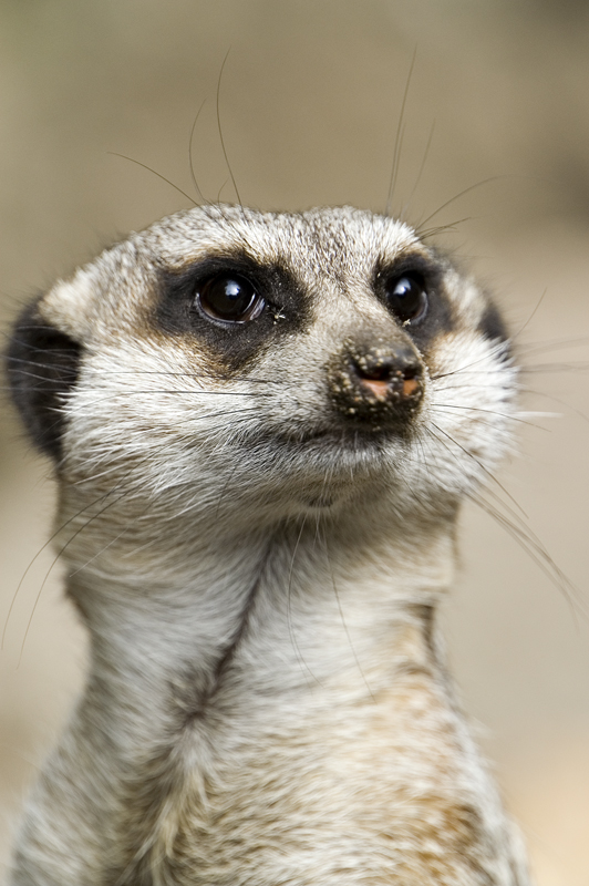 meercat close-up