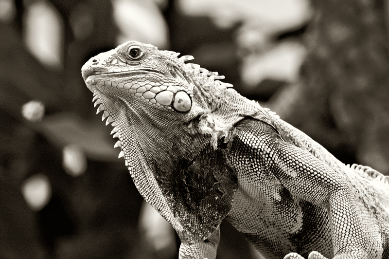 lizard quadtone 2
