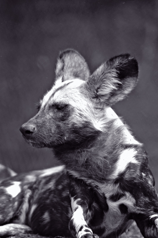 african wild dog