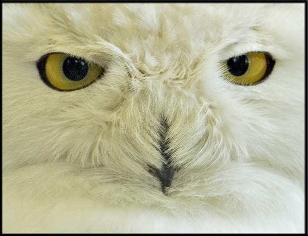 snowy-owl-eyes.jpg