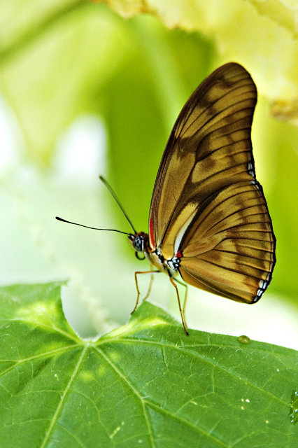 butterfly .jpg