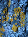 Tree macro