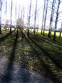 Group of Trees