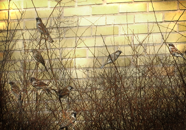 Birds in a Bush
