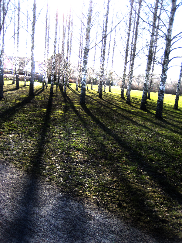 Group of Trees