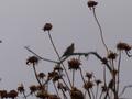 Dove