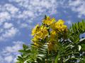 In Bloom