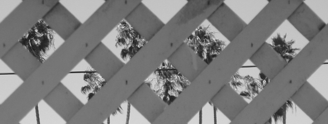 Palm Trees
