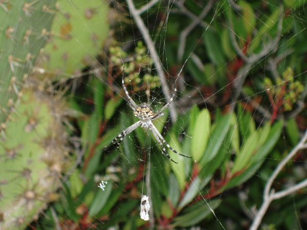 Spider