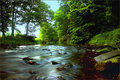 Trout Stream