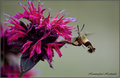 Hummingbird Hawkmoth