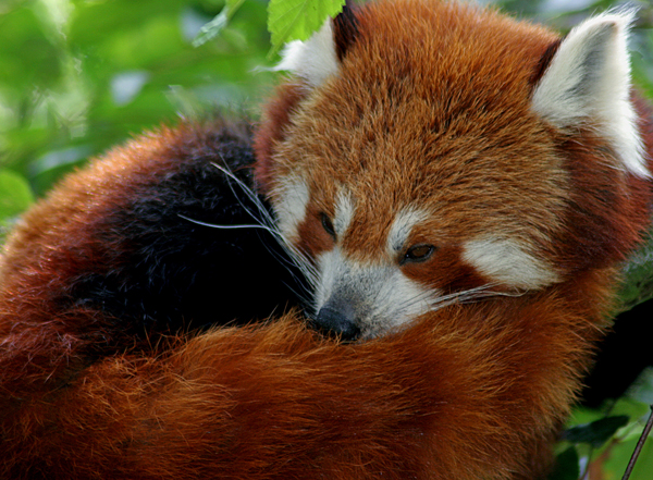 Red panda