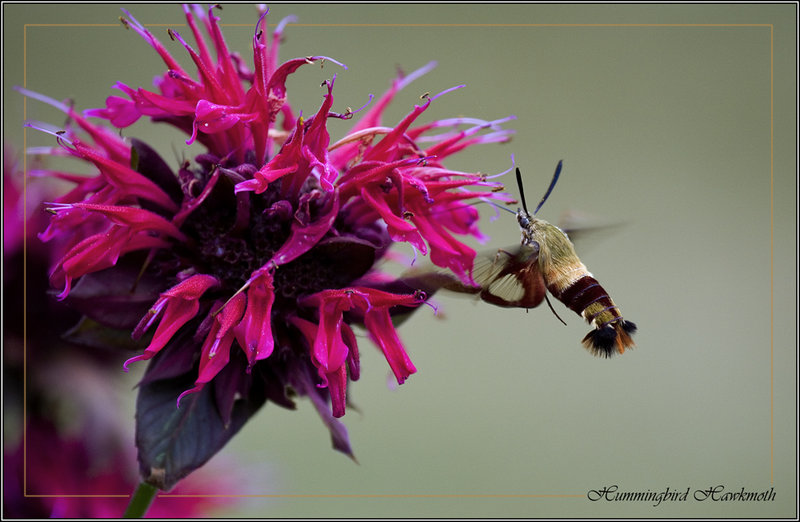 Hummingbird Hawkmoth